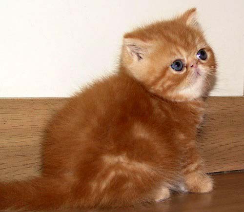 окрас красный табби кошка экзот фото