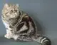 экзотическая кошка мраморный окрас