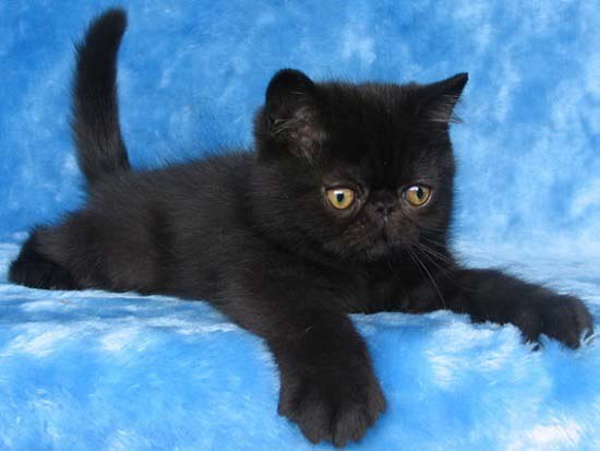 черный окрас экзотическая короткошерстная кошка