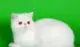 белая экзотическая кошка