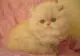 кремовый окрас котенок экзот фото
