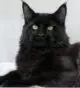 черный кот мейн-кун фото