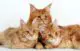 рыжие мейн-куны фото - самые красивые коты