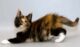 черепаховый окрас котенок мейн-кун фото