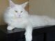 White Cat Breeds You Will Admire