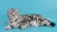 merle color scottish fold cat photo
