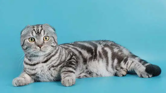 мраморный окрас шотландская вислоухая кошка фото