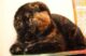 черепаховый окрас скоттиш-фолд фото