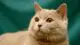 кремовый окрас шотландский кот фото