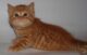 рыжий шотландский котенок фото