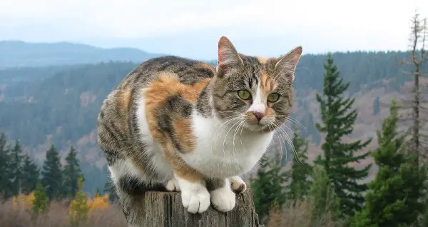 какое имя можно дать котенку девочке трехцветной