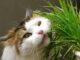 трава для кошек и котов