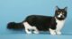 кошка с короткими лапами породы манчкин фото