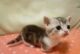 коротконогий кот манчкин фото