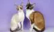 male and female cornish rex - all breeds of cats