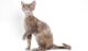 Devon Rex cats for people with allergies