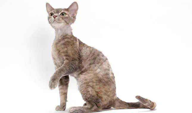 внешний вид кошки породы девон-рекс