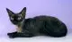 devon rex - shorthair cat breeds with photo