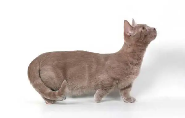 кошка манчкин на коротких лапах фото
