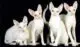 white cornish rex cats