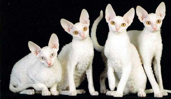 5 компанейских пород кошек, больше похожих на собак
