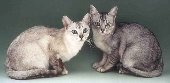 бурмилла - породы кошек с фотографиями и названиями пород