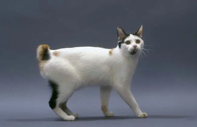 японский бобтейл - породы кошек с картинками