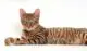 toyger cat - a beautiful breed of cats