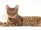 кошка тойгер - красивая порода кошек