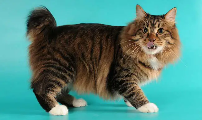 фото американского бобтейла кота