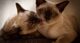 сиамские короткошерстные кошки