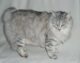 kurilian bobtail cat photo