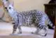 кошка египетская мау