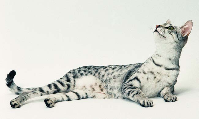 египетская порода кошек фото