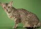 короткошерстные породы кошек - египетская мау