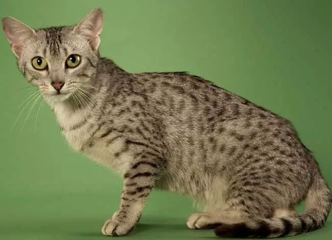Египетская мау - описание породы и характер кошки