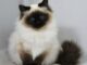 Himalayan cat photo