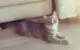 анатолийская кошка турецкая короткошерстная