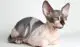 Canadian Sphynx - the most hypoallergenic cat breed