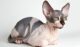 Canadian Sphynx - hypoallergenic cat breeds