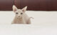 лысая кошка канадский сфинкс
