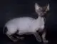 Minskin - cat breed on short legs photo