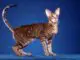 Cat Breeds With Bent Ears