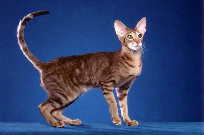 ориентальная кошка - какие кошки самые ласковые и умные