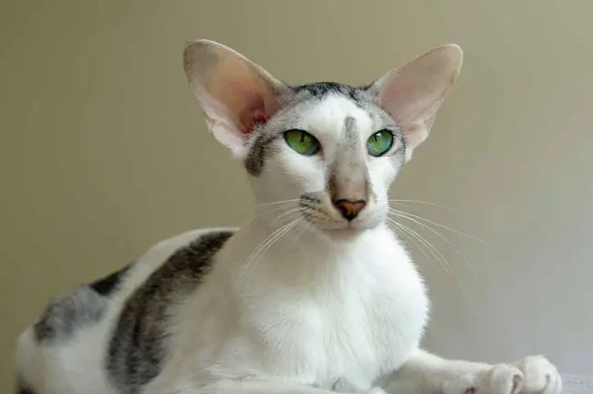 oriental cat character