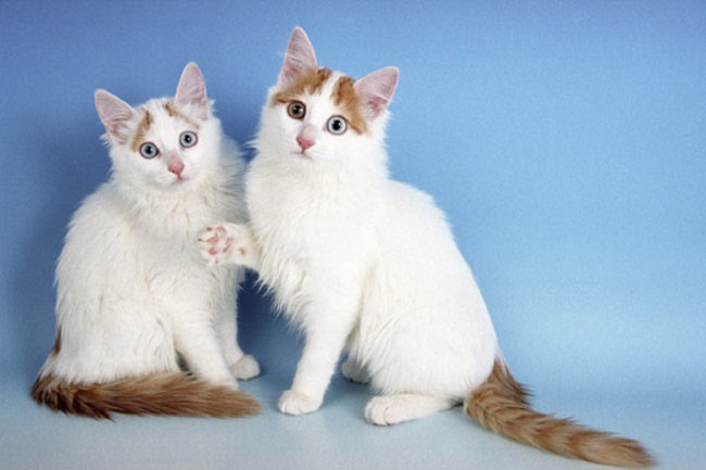 два котенка турецкого вана