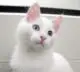 турецкая ангора кошка с голубыми глазами