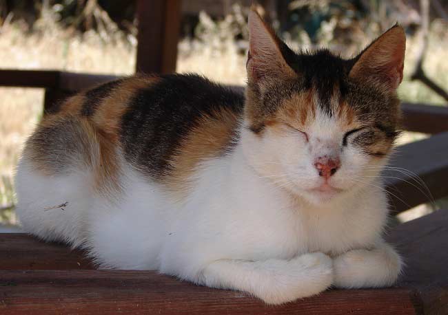 эгейская кошка