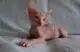 котенок донской сфинкс фото