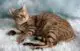 australian mist cat - cat breeds with names